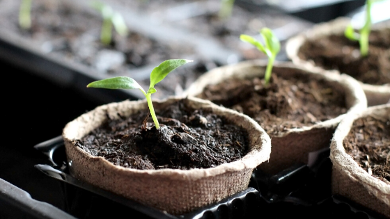 Photo of green seedlings growing in paper pots